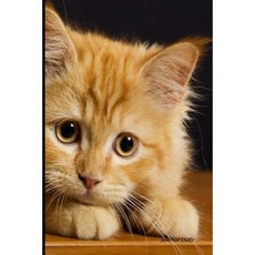 Journal Daily: Hello Cute Kitty Lined Blank Journal Book 6 X 9 200 Pages Paperback, Createspace Independent Publishing Platform