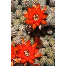 Flowering Cactus Notebook Paperback, Createspace Independent Publishing Platform