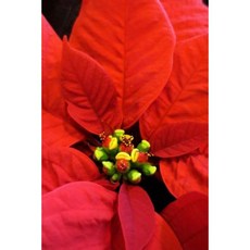 A Red Poinsettia Flower Journal: 150 Page Lined Notebook/Diary Paperback, Createspace Independent Publishing Platform
