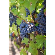 Ripe Purple Grapes on the Vine in a Vineyard Journal: 150 Page Lined Notebook/Diary Paperback, Createspace Independent Publishing Platform