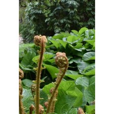 Ferns and Greenery in the Garden Journal: 150 Page Lined Notebook/Diary Paperback, Createspace Independent Publishing Platform