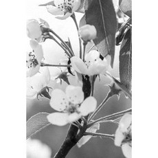 Apple Notebook Paperback, Createspace Independent Publishing Platform