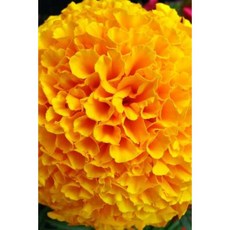 French Marigold Flower Journal: 150 Page Lined Notebook/Diary Paperback, Createspace Independent Publishing Platform