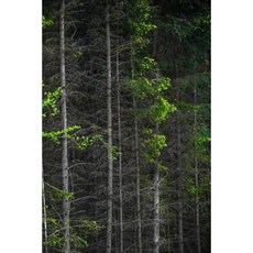 Forest Notebook 6x9 Glossy Softcover 150 Lined Pages Paperback, Createspace Independent Publishing Platform