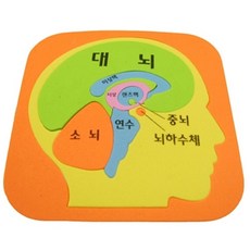 향앤미과학 STEAM 사이언스 EVA 두뇌구조퍼즐, 1개