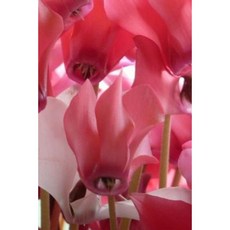 美麗的仙客來筆記本：6x9 150 橫格頁平裝平裝本, Createspace獨立發布平台