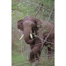 The Story of Asia's Elephants Hardcover, Marg Publications