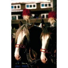 Equine Journal Draft Horse Tandem: (Notebook Diary Blank Book) Paperback, Createspace Independent Publishing Platform