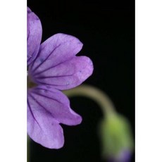 Bring Forth the Love and Light in You: Journal Paperback, Createspace Independent Publishing Platform