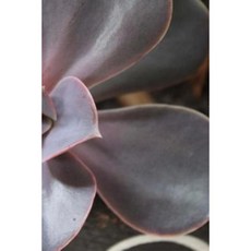 Succulent Notebook Paperback, Createspace Independent Publishing Platform