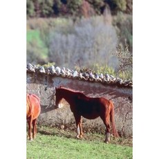 Journal Horses Pasture Equine: (Notebook Diary Blank Book) Paperback, Createspace Independent Publishing Platform