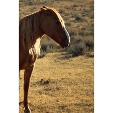 Journal Large Chestnut Equine Horse: (Notebook Diary Blank Book) Paperback, Createspace Independent Publishing Platform