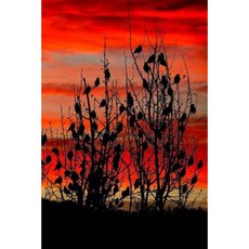 Red Sky Notebook Paperback, Createspace Independent Publishing Platform