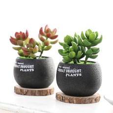 행복한마을 트윈스 선인장 조화화분 2p 세트, 혼합 색상, 1세트