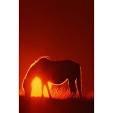 Journal Horse Red Sunset Equine: (Notebook Diary Blank Book) Paperback, Createspace Independent Publishing Platform