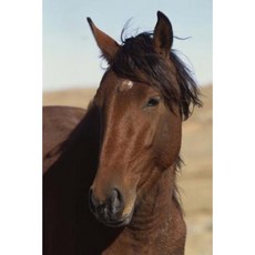 Equine Journal Bay Horse in Wind: (Notebook Diary Blank Book) Paperback, Createspace Independent Publishing Platform