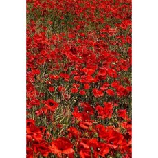 Poppy Journal: 160 Page Lined Journal/Notebook Paperback, Createspace Independent Publishing Platform