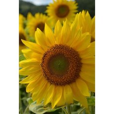 Sunflower Journal: 160 Page Lined Journal/Notebook Paperback, Createspace Independent Publishing Platform