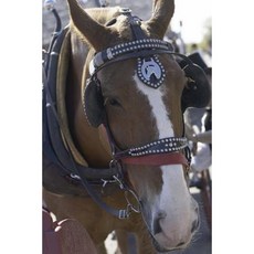 Equine Journal Carriage Horse: (Notebook Diary Blank Book) Paperback, Createspace Independent Publishing Platform