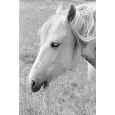 Equine Journal Grazing Grey: (Notebook Diary Blank Book) Paperback, Createspace Independent Publishing Platform