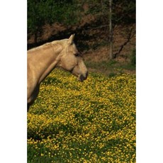 Journal Palomino Yellow Flowers Equine Horse: (Notebook Diary Blank Book) Paperback, Createspace Independent Publishing Platform