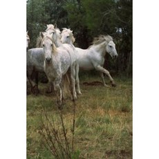 Journal Running Grey Horses Herd Equine: (Notebook Diary Blank Book) Paperback, Createspace Independent Publishing Platform