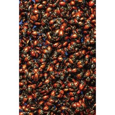 Insect Journal Beetles Crawl Around Entomology: (Notebook Diary Blank Book) Paperback, Createspace Independent Publishing Platform