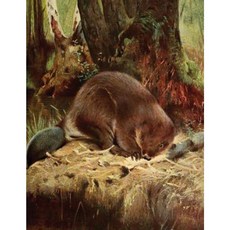 Cute Beaver Notebook 8.5 X 11 - 150 Lined Pages Glossy Softcover Paperback, Createspace Independent Publishing Platform