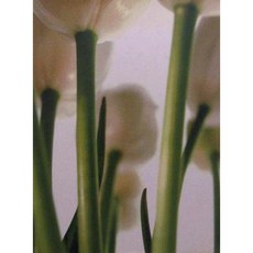 Becoming Being Passing Hardcover, Verba Volant