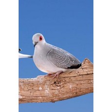 Doves Notebook Paperback, Createspace Independent Publishing Platform