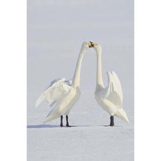 Journal Winter Geese Love: (Notebook Diary Blank Book) Paperback, Createspace Independent Publishing Platform