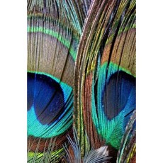Peacock Journal: 160 Page Lined Journal/Notebook Paperback, Createspace Independent Publishing Platform