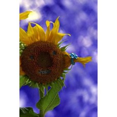 Sunflower Faces Notebook Paperback, Createspace Independent Publishing Platform