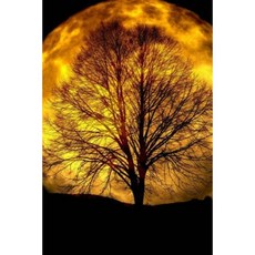 Tree Journal: 160 Page Lined Journal/Notebook Paperback, Createspace Independent Publishing Platform