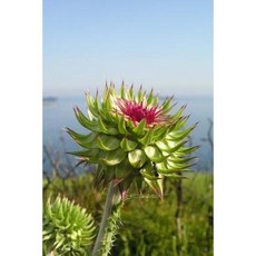 Thistle Notebook Paperback, Createspace Independent Publishing Platform