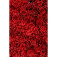 Rose Journal: 160 Page Lined Journal/Notebook Paperback, Createspace Independent Publishing Platform