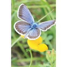 Blue Butterfly: Journal Paperback, Createspace Independent Publishing Platform