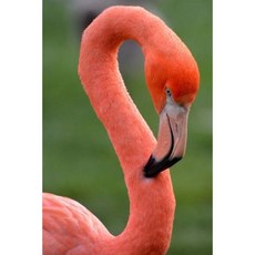 Flamingo Notebook 6x9 Glossy Softcover 150 Lined Pages Paperback, Createspace Independent Publishing Platform