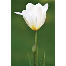 Tulip Notebook Paperback, Createspace Independent Publishing Platform