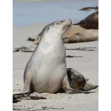 Kangaroo Island Wildlife Notebook Paperback, Createspace Independent Publishing Platform