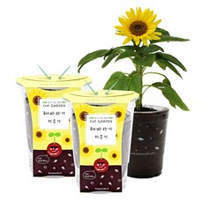 컵가든 텃밭가꾸기세트, 미니 해바라기