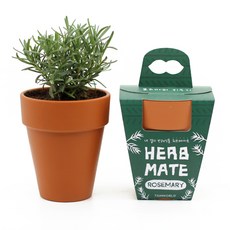 틔움세상 허브메이트 반려식물 키우기 세트, 로즈마리