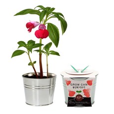 빈티지스타일 그로우캔 텃밭가꾸기 세트, 봉선화