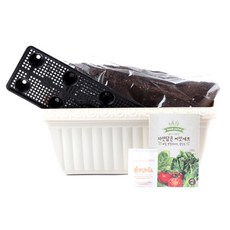 꿈쟁이 영양가득 텃밭세트 M 바질 + 방울토마토 + 청상추, 1세트
