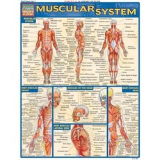 Muscular System Laminate Reference Chart Loose Leaf, Barcharts