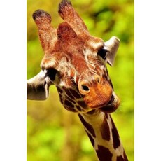 Funny Curious Giraffe Notebook Paperback, Createspace Independent Publishing Platform