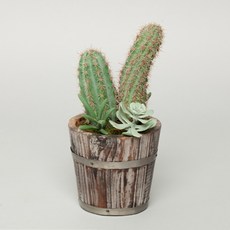 엠디자인 선인장 장식모형, 혼합 색상, 1개