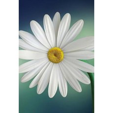 Daisy Journal: 160 Page Lined Journal/Notebook Paperback, Createspace Independent Publishing Platform