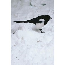Journal Wild Bird in Snow: (Notebook Diary Blank Book) Paperback, Createspace Independent Publishing Platform