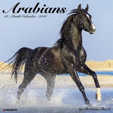 Arabians 2018 Wall Calendar Wall, Willow Creek Press Calendars